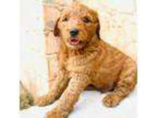 Goldendoodle Puppy for sale in Guthrie, OK, USA