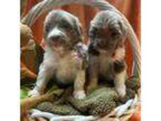 Newfoundland Puppy for sale in Cheyenne, WY, USA