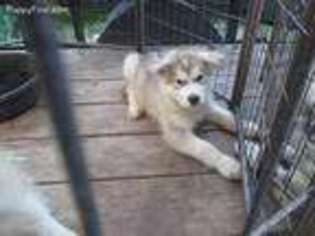Alaskan Malamute Puppy for sale in Bryan, TX, USA