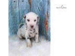 Dalmatian Puppy for sale in South Bend, IN, USA