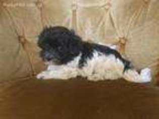 Havanese Puppy for sale in Mount Morris, NY, USA