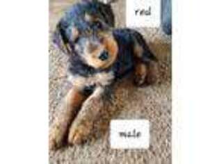Airedale Terrier Puppy for sale in Onalaska, WA, USA