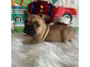French Bulldog Puppy for sale in Bay Minette, AL, USA