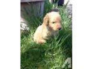 Goldendoodle Puppy for sale in ARVADA, CO, USA