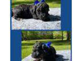 Mutt Puppy for sale in Coldspring, TX, USA