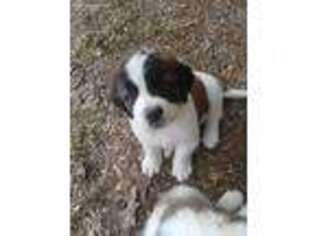 Saint Bernard Puppy for sale in Stover, MO, USA