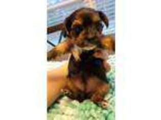 Yorkshire Terrier Puppy for sale in Lexington, GA, USA