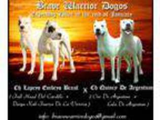 Dogo Argentino Puppy for sale in Blackstone, VA, USA