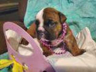 Bulldog Puppy for sale in Brunswick, MD, USA