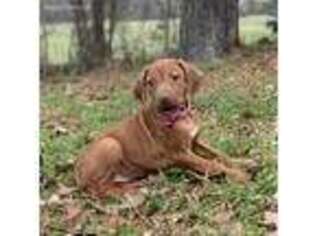 Rhodesian Ridgeback Puppy for sale in Huntsville, TX, USA