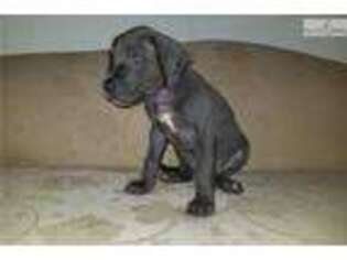 Great Dane Puppy for sale in Reading, PA, USA