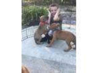 Rhodesian Ridgeback Puppy for sale in Tampa, FL, USA