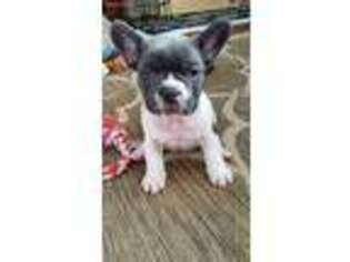 French Bulldog Puppy for sale in Machesney Park, IL, USA