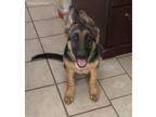 German Shepherd Dog Puppy for sale in Hollister, CA, USA