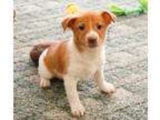 Jack Russell Terrier Puppy for sale in Syracuse, IN, USA
