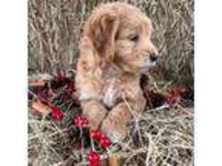 Goldendoodle Puppy for sale in Gay, GA, USA