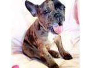 French Bulldog Puppy for sale in Oakland, CA, USA