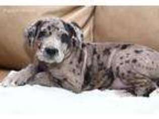 Great Dane Puppy for sale in Ararat, NC, USA