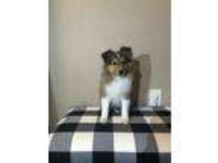 Shetland Sheepdog Puppy for sale in Marion, OH, USA