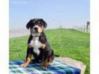 Greater Swiss Mountain Dog Puppy for sale in Bird In Hand, PA, USA