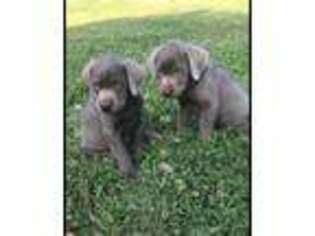 Labrador Retriever Puppy for sale in Union Springs, AL, USA