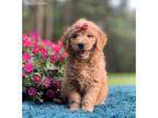 Goldendoodle Puppy for sale in Troutman, NC, USA
