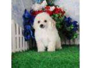 Mutt Puppy for sale in Butler, MO, USA