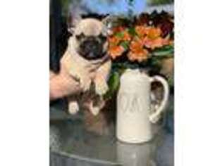 French Bulldog Puppy for sale in La Porte, TX, USA