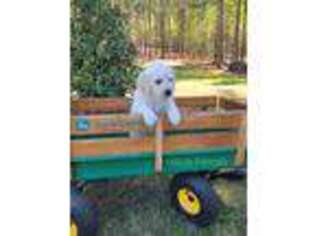 Golden Retriever Puppy for sale in Dallas, GA, USA
