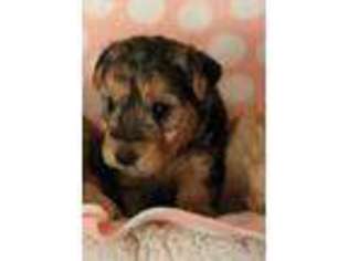 Lakeland Terrier Puppy for sale in Ulman, MO, USA