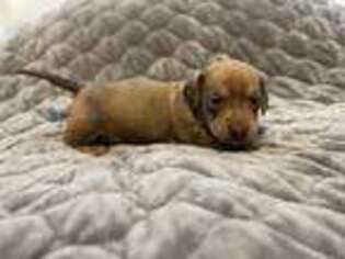 Dachshund Puppy for sale in Elliston, VA, USA