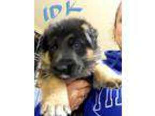 German Shepherd Dog Puppy for sale in Rogers, AR, USA