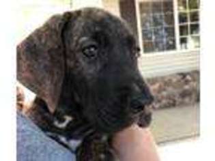 Great Dane Puppy for sale in Annabella, UT, USA