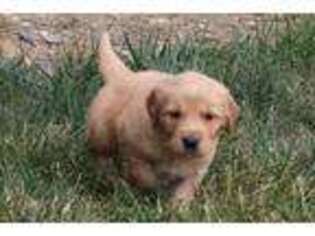 Golden Retriever Puppy for sale in Rocky Mount, VA, USA