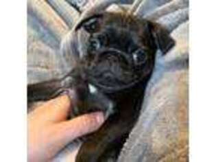 Pug Puppy for sale in Old Bethpage, NY, USA