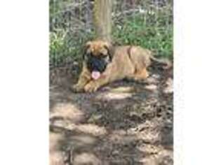 Bullmastiff Puppy for sale in Comer, GA, USA