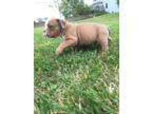 Olde English Bulldogge Puppy for sale in Glenwood, IA, USA