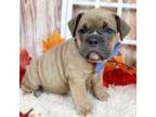 Olde English Bulldogge Puppy for sale in Iola, TX, USA