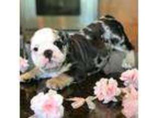 Bulldog Puppy for sale in Wesley Chapel, FL, USA