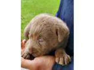 Labrador Retriever Puppy for sale in Sullivan, IL, USA