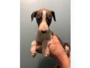 Whippet Puppy for sale in Maiden, NC, USA