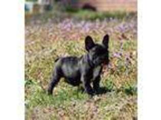 French Bulldog Puppy for sale in Greenville, NC, USA