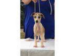 Whippet Puppy for sale in Kings Mountain, NC, USA
