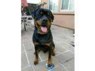 Rottweiler Puppy for sale in Turlock, CA, USA