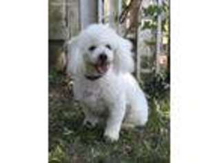 Bichon Frise Puppy for sale in East Peoria, IL, USA