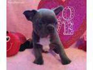 French Bulldog Puppy for sale in Saint Regis, MT, USA