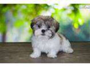 Teddy Roosevelt Terrier Puppy for sale in Saint George, UT, USA