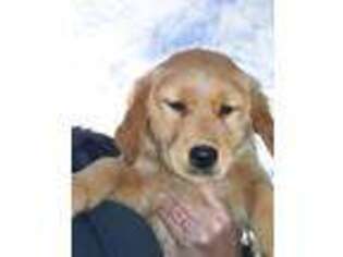 Golden Retriever Puppy for sale in Eagle Point, OR, USA