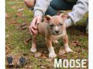 Mutt Puppy for sale in Mayflower, AR, USA