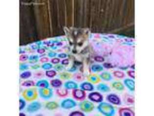 Alaskan Klee Kai Puppy for sale in Fort Valley, GA, USA